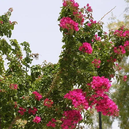 Doll House Next To The Sea * Agii Theodori